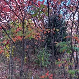 Meet your Posher, Elise